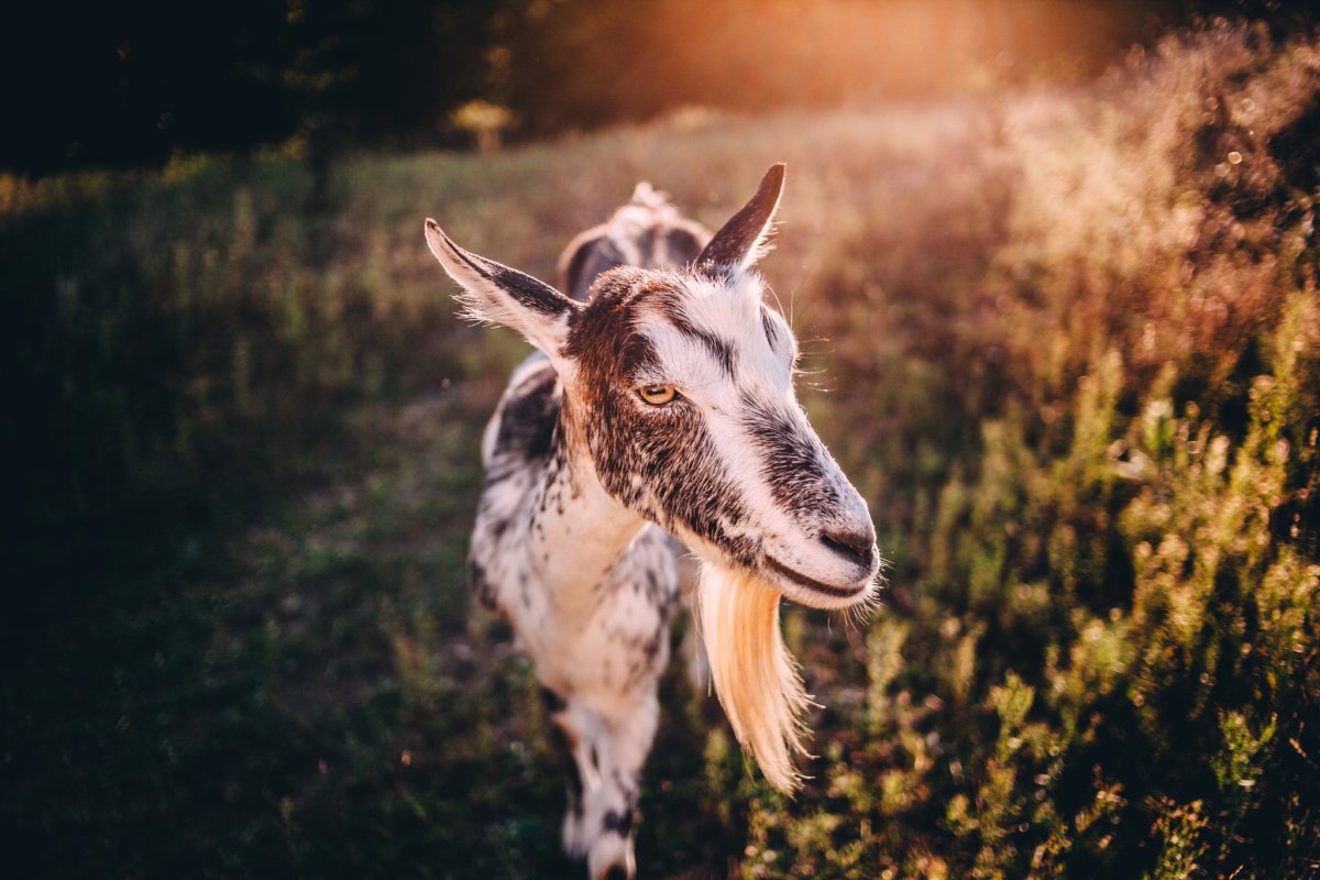 Гордая коза