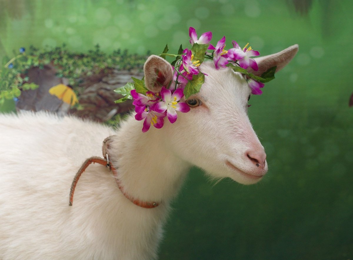 Коза в сарафане