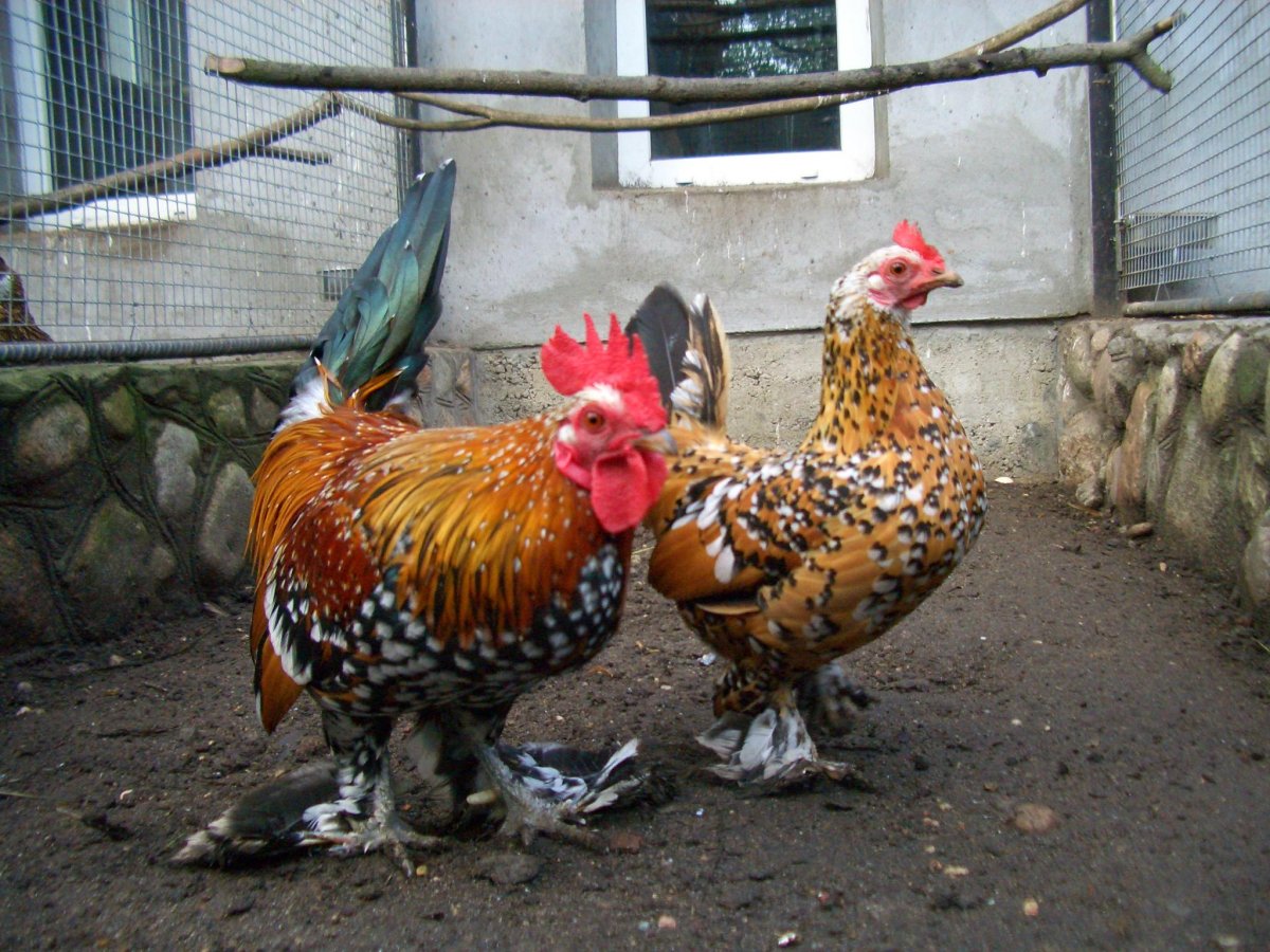 Сибрайт золотой куры