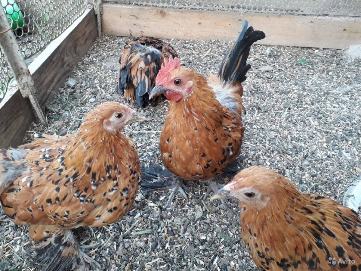 Йокогамский петух Феникс