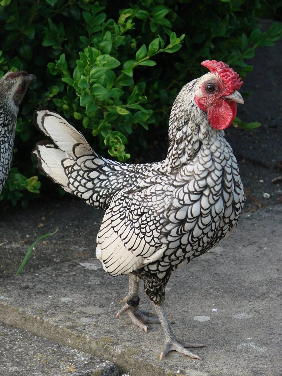 Декоративные куры карликовые