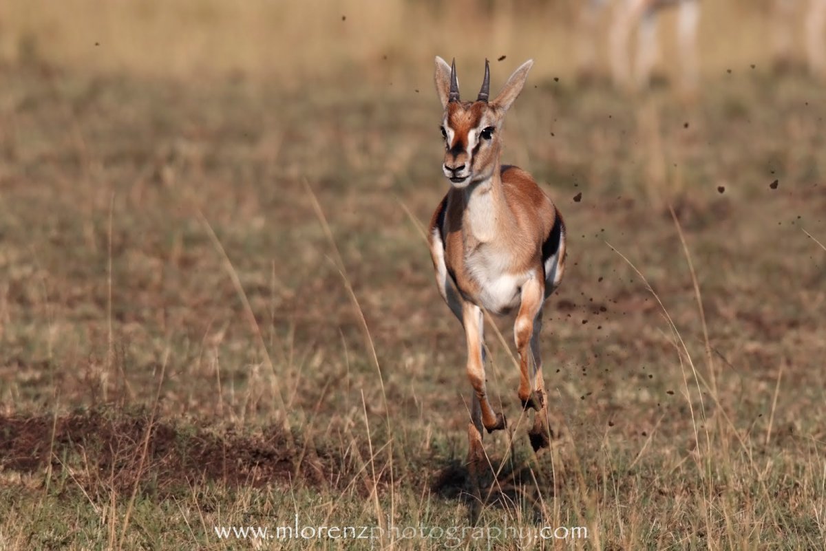 Газель Томпсона вилорог