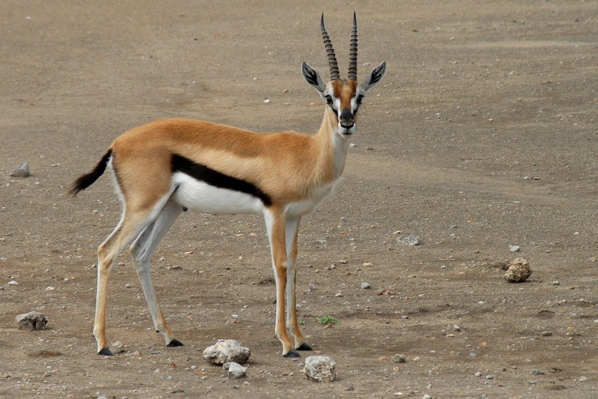 Дзерен самка