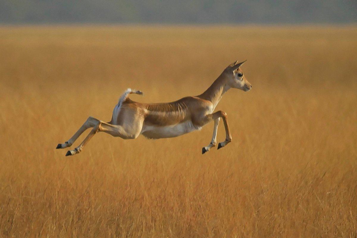 Антилопа Спрингбок в прыжке