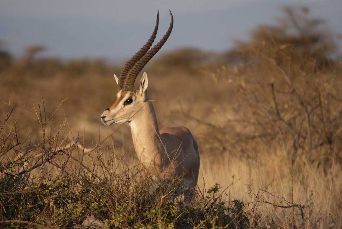 Антилопа Томпсона