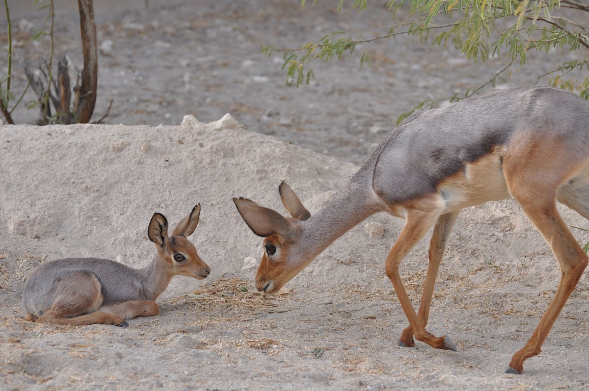 Dorcatragus megalotis