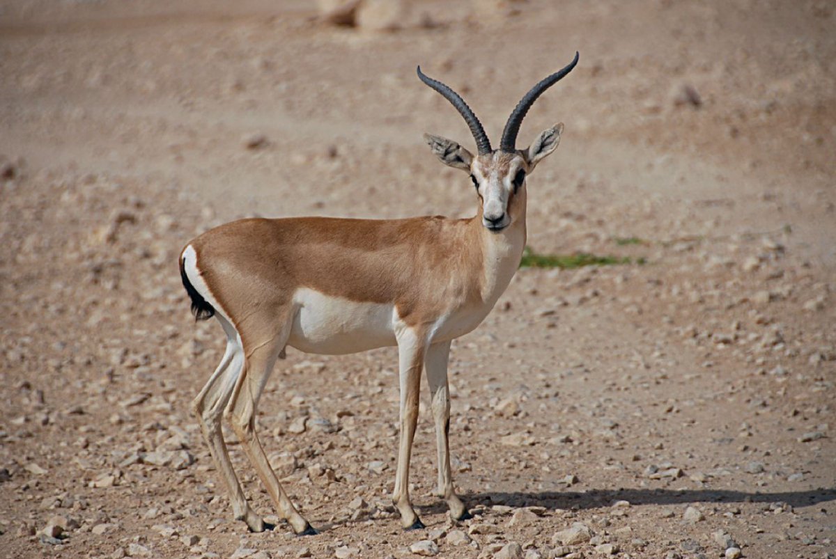 Gazella subgutturosa