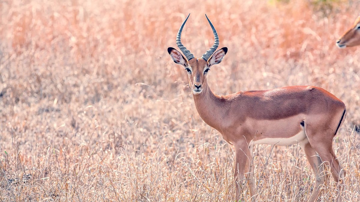 Вилорогая антилопа Африки