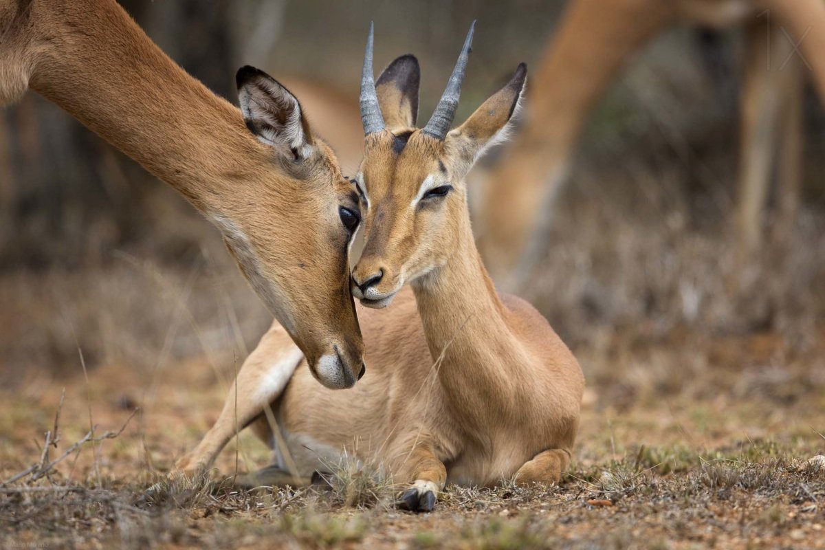 Антилопа дикдик