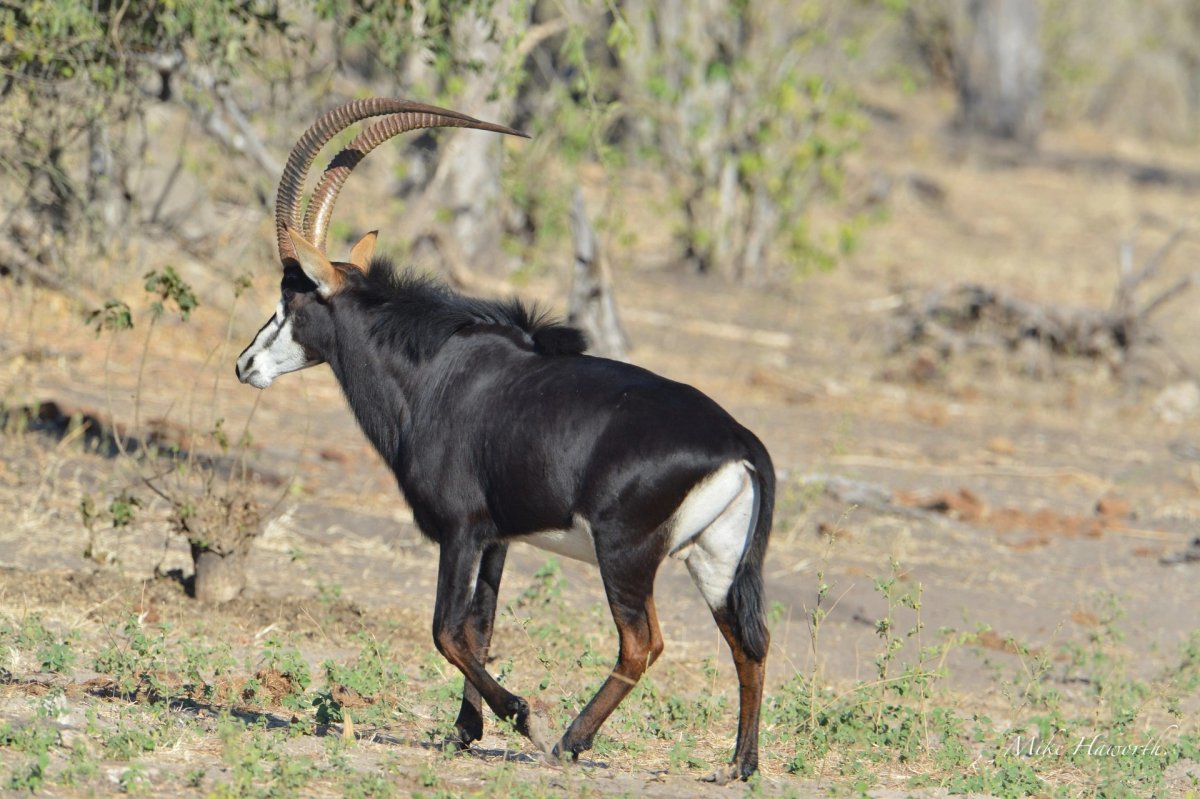 Антилопа пуланна