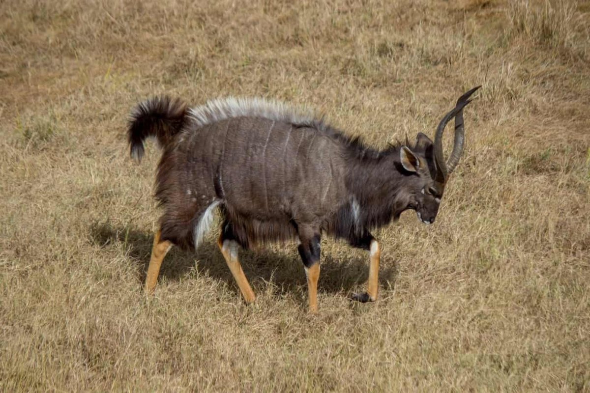 Горная Ньяла