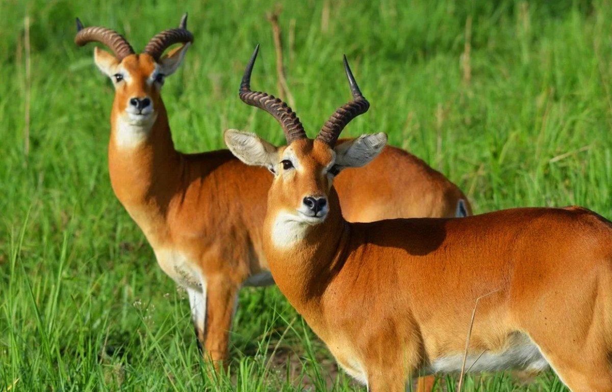 Рогатые животные