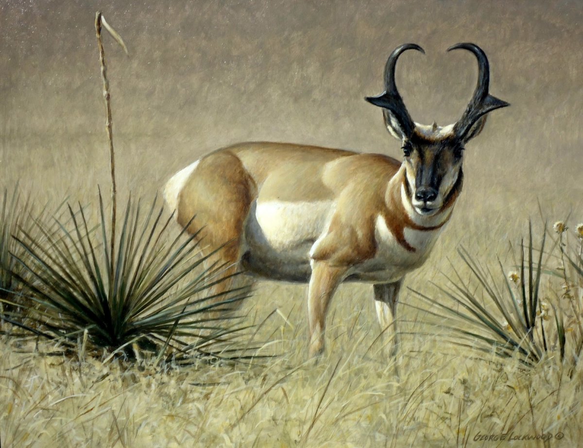 Монгольская антилопа дзерен