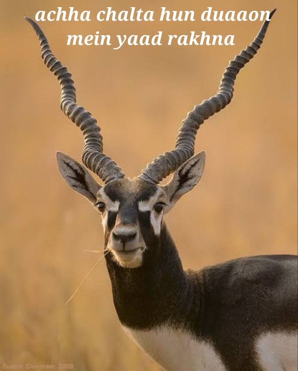 Горбоносая антилопа