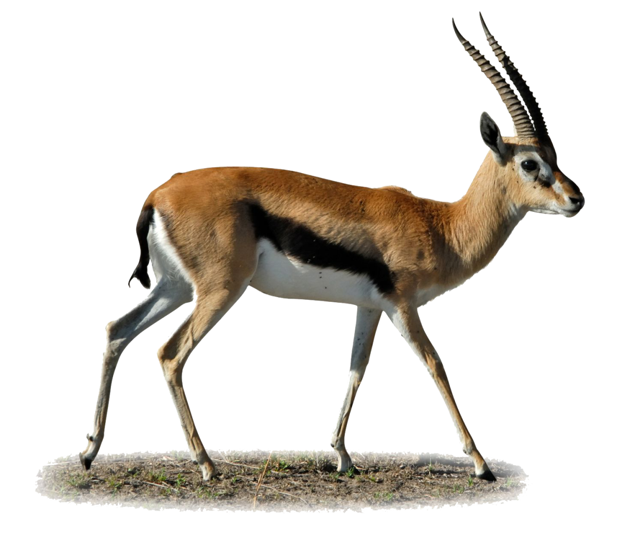 Голова антилопы