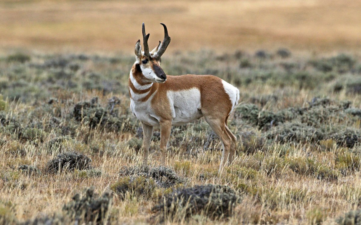 Антилопа вилорог Северная Америка