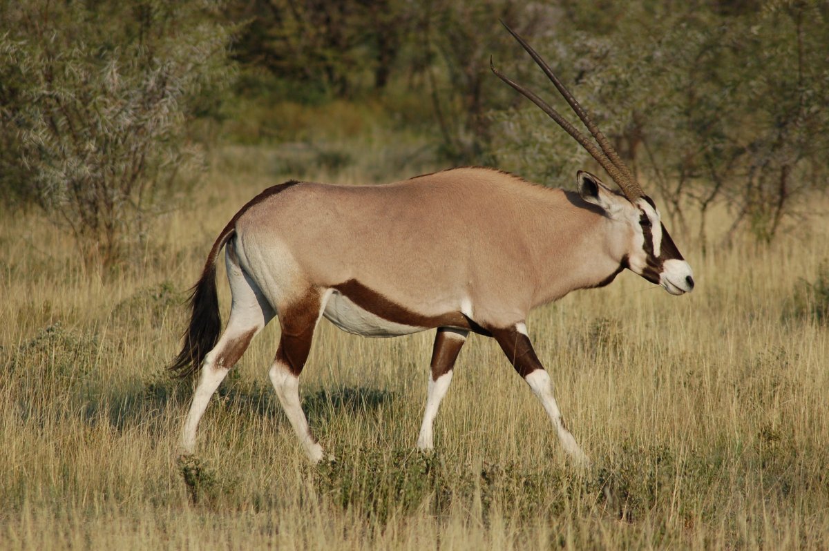 Однорогая антилопа Орикс