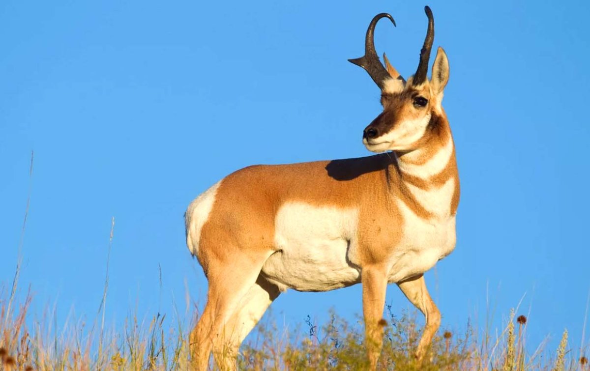 Вилорог Северная Америка