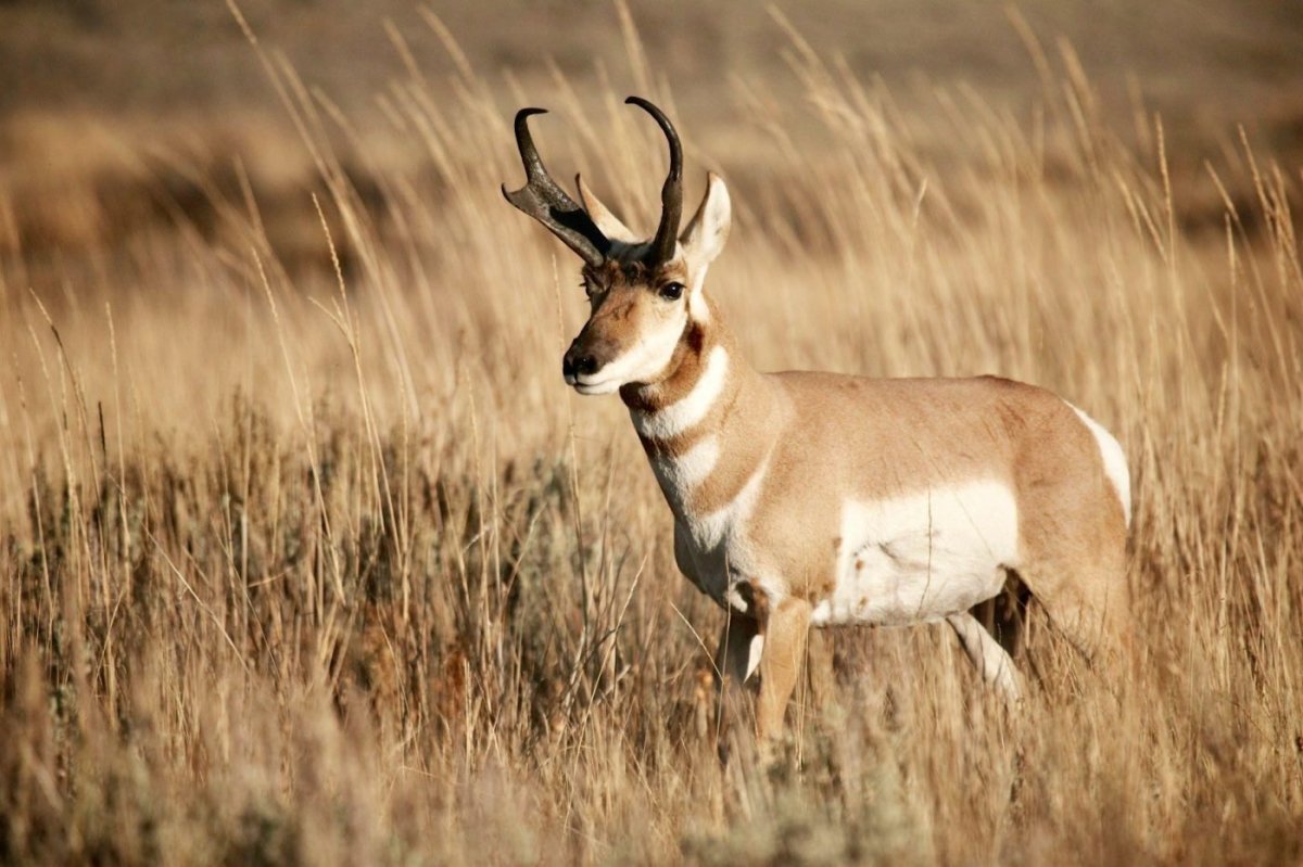 Антилопа вилорог