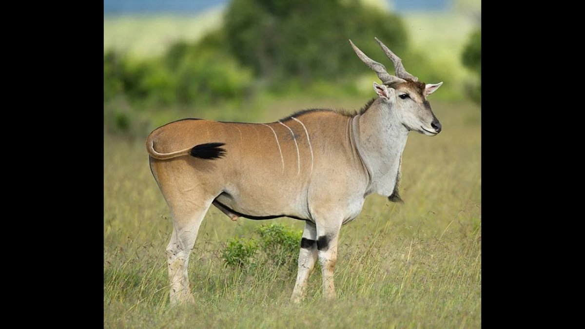 Канны Taurotragus Oryx