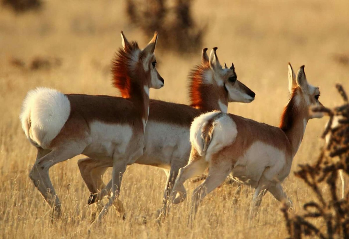 Антилопа и коза