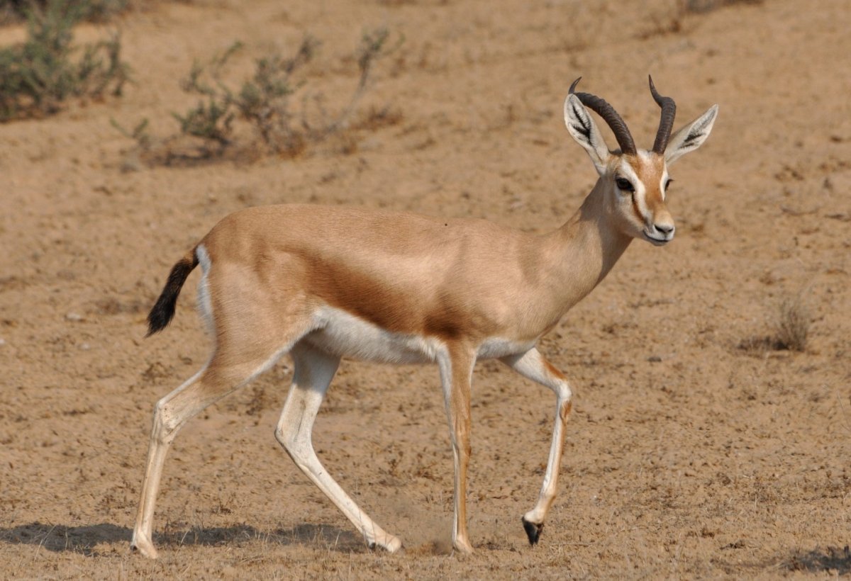 Антилопа дзерен