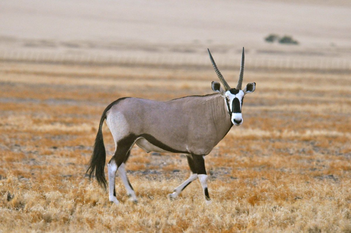 Антилопа Орикс