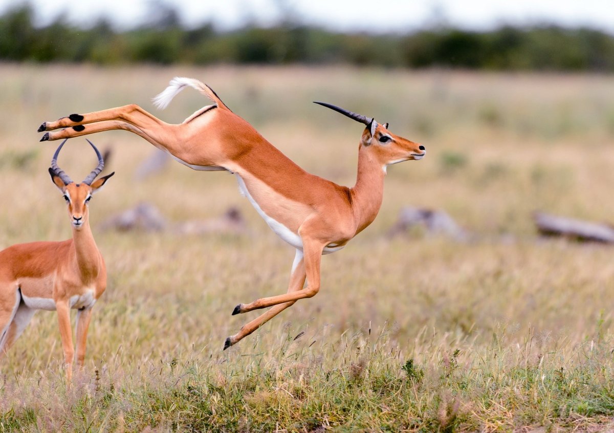 Монгольский дзерен