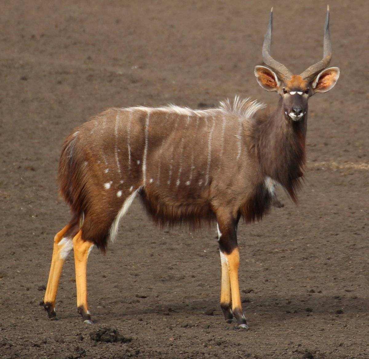  Tragelaphus angasii