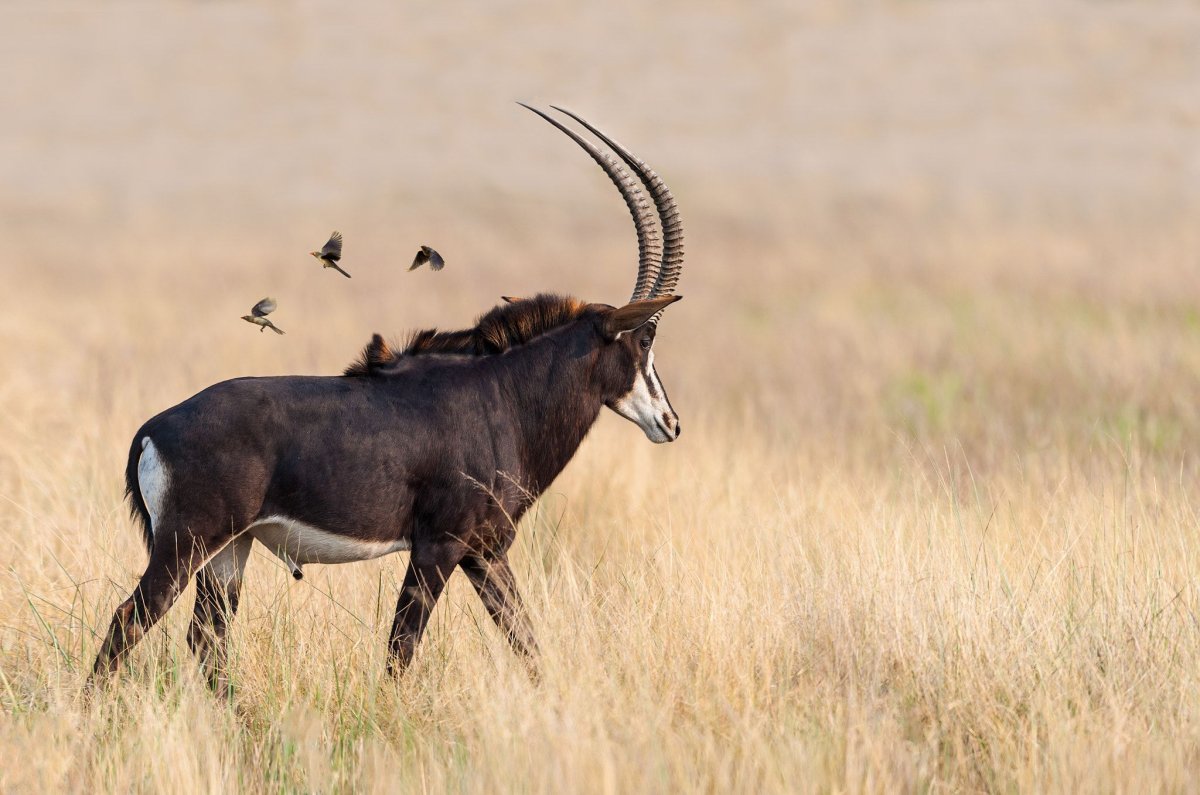 Антилопа Импала