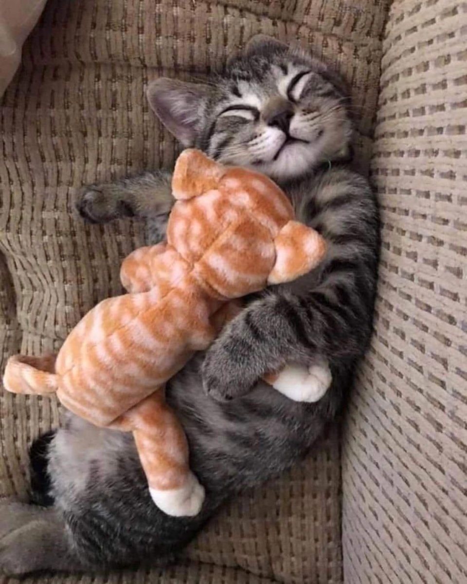 Спящие коты