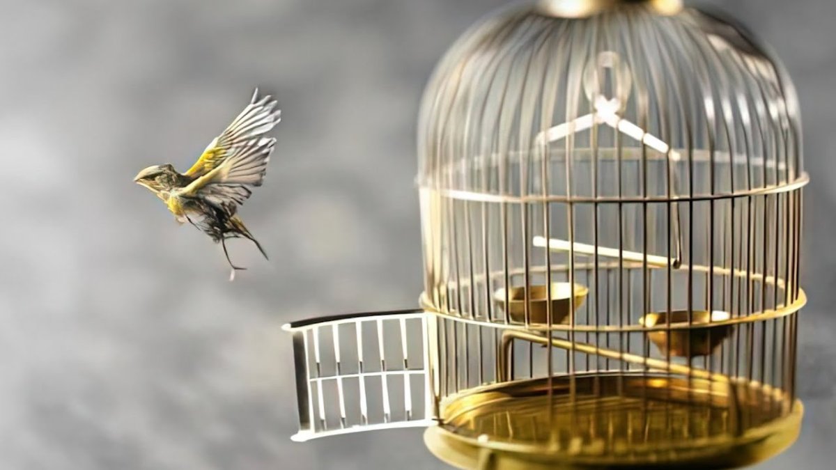 Выпустить птицу на волю