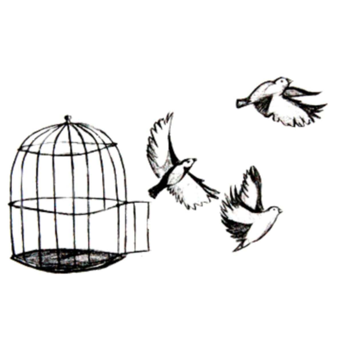 Клетка с птицами в ресторане