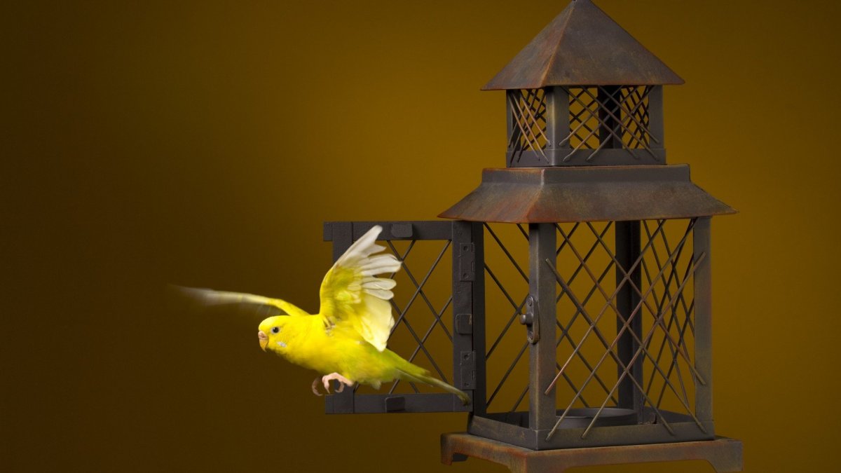 Птица в клетке