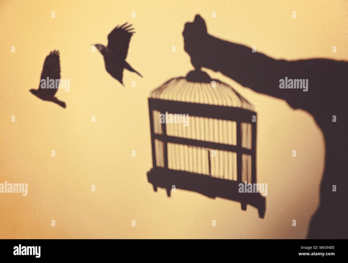 Выпустить птицу из клетки