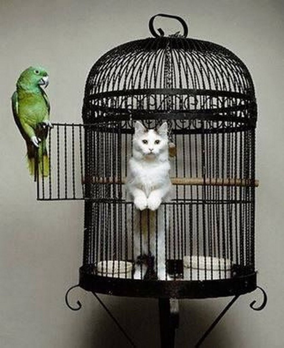 Красные птичьи клетки