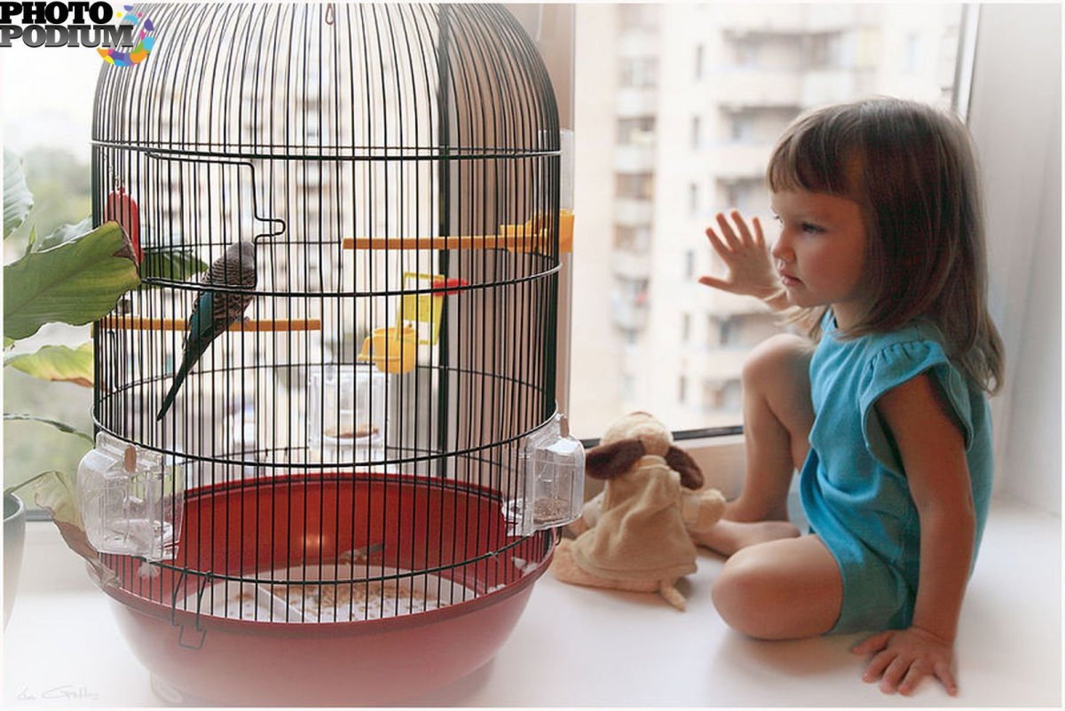 Выпустить птицу на волю