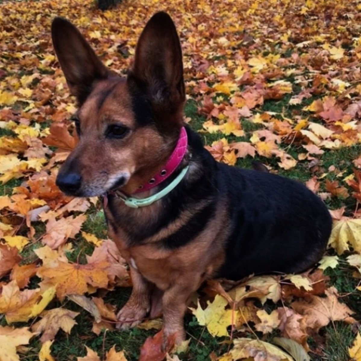 Метис овчарки и чихуахуа