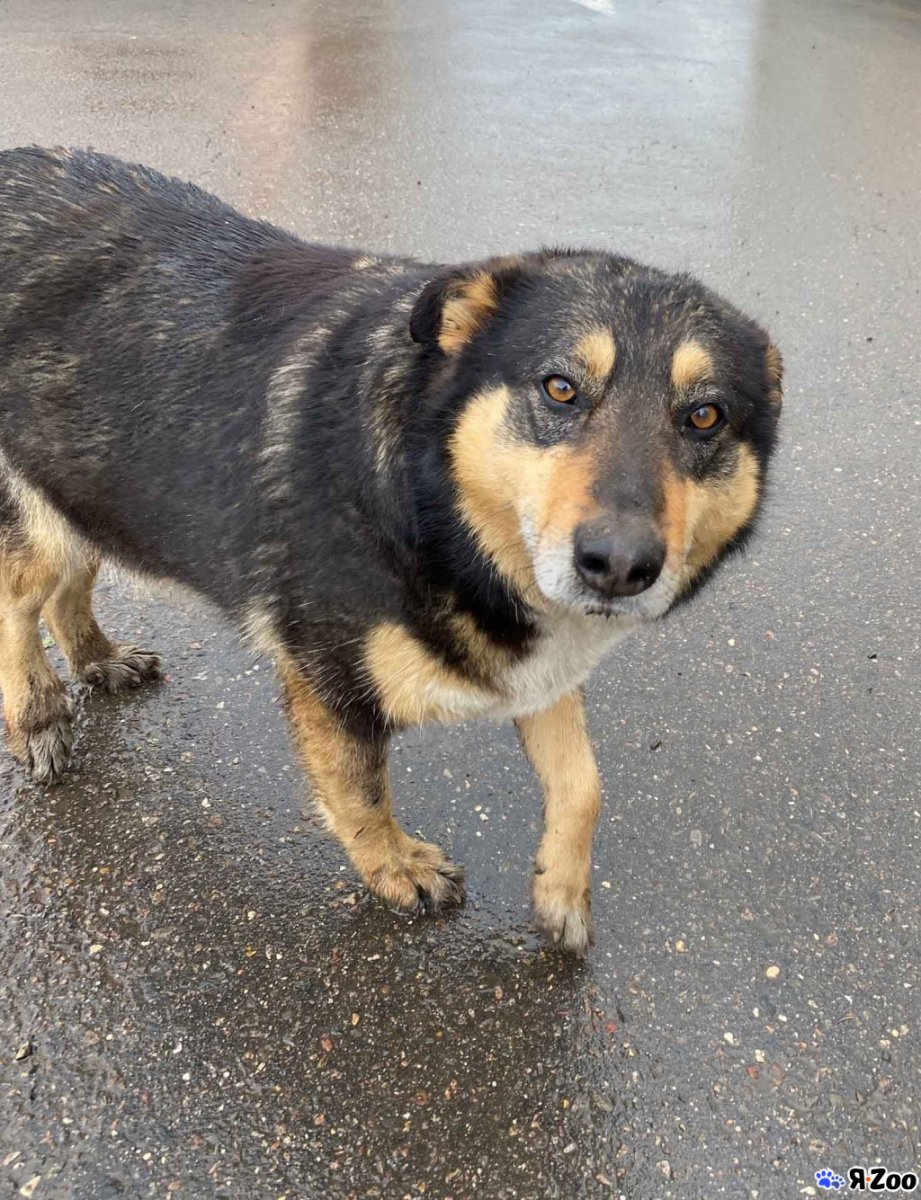 Помесь таксы и немецкой овчарки