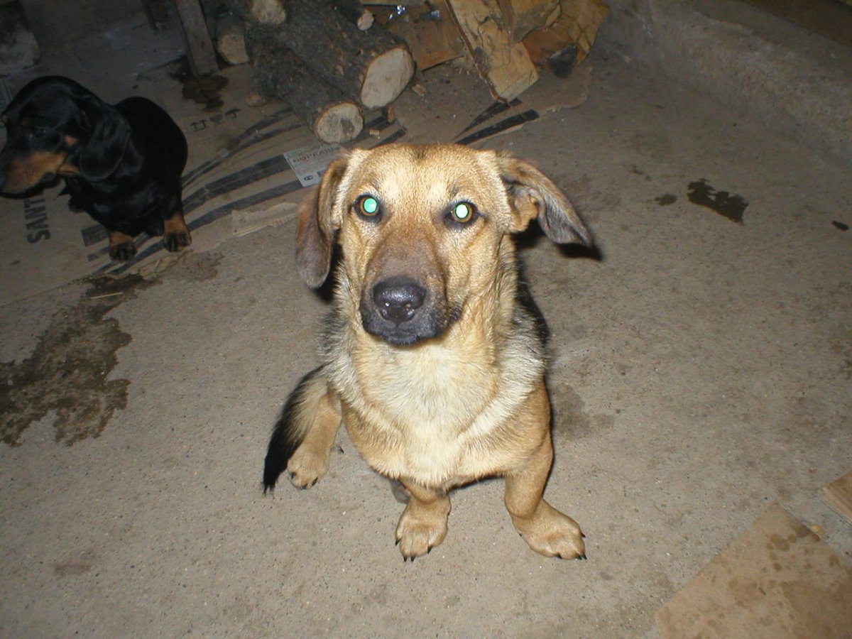 Метис таксы и пинчера