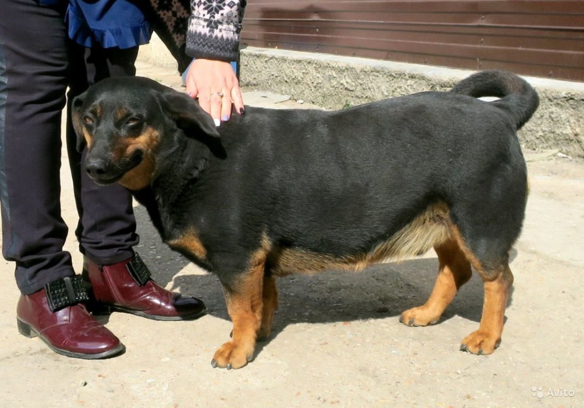 Метис таксы и пинчера