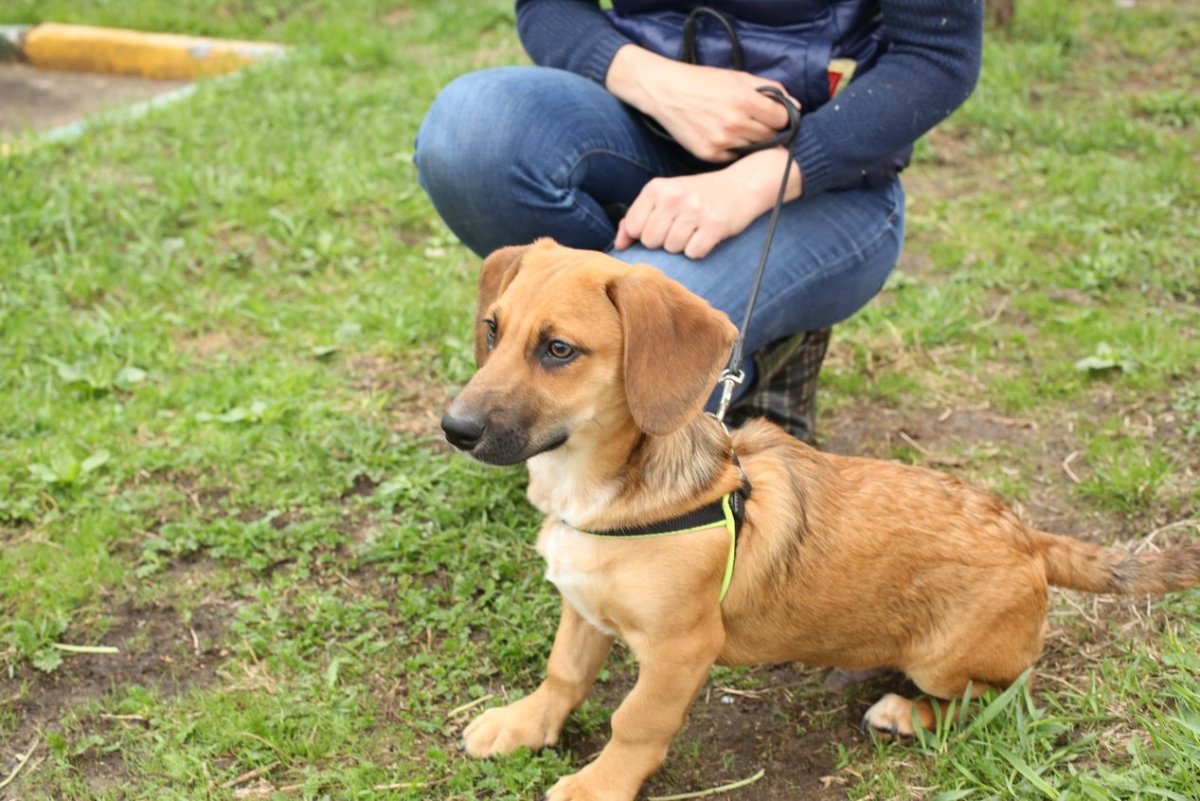 Овчарка такса