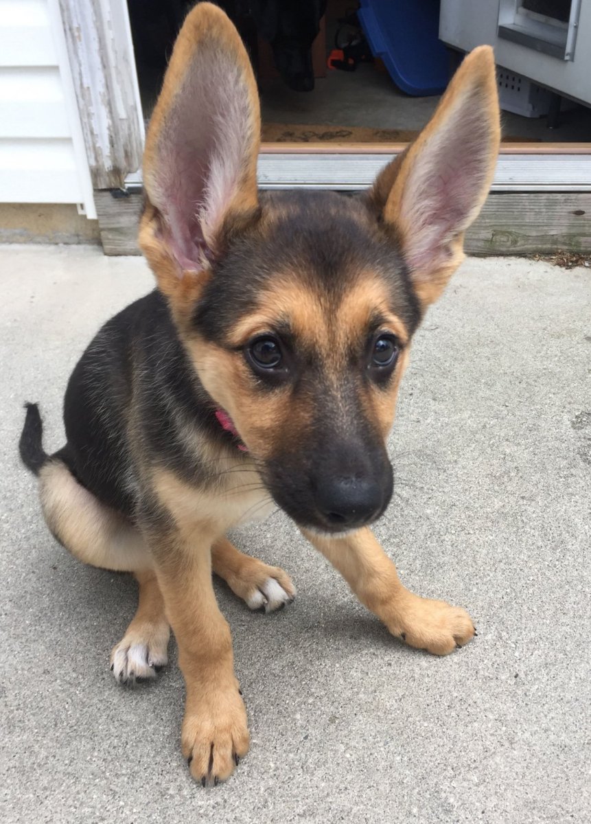 Метис Бигль и такса