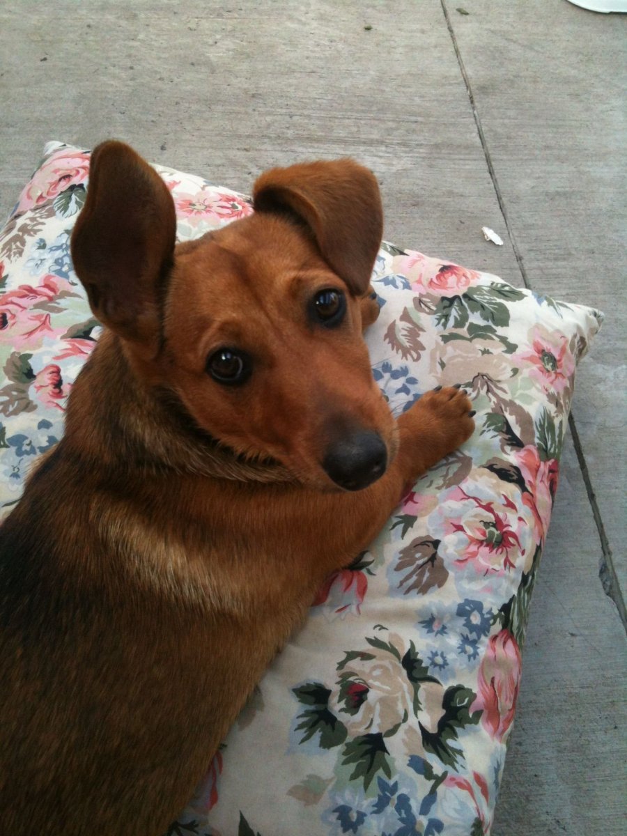 Кроличья такса метис