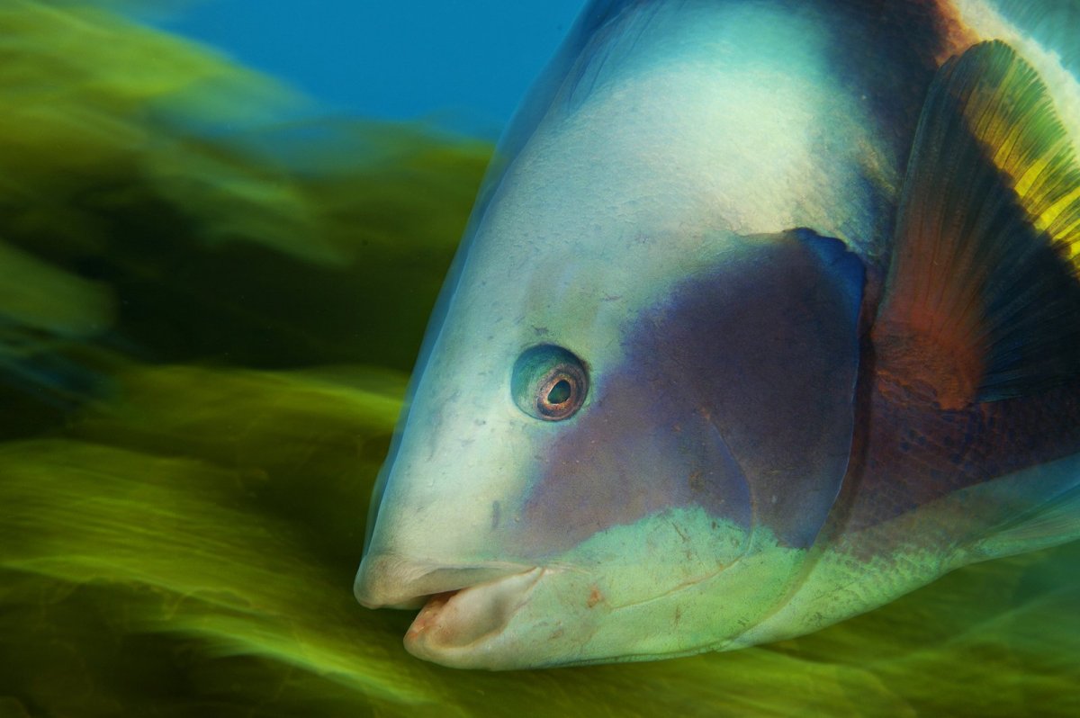 Зелёная шишколобая рыба-попугай