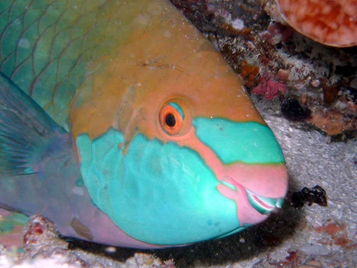 Рыба попугай океаническая