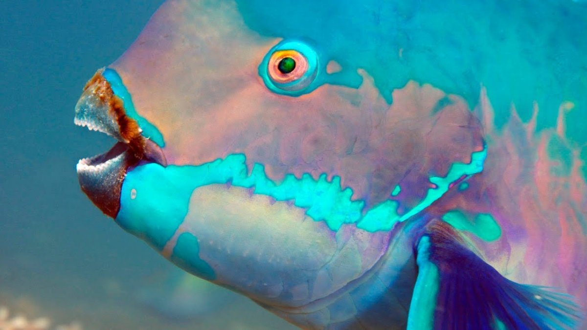 Рыба которая ест кораллы