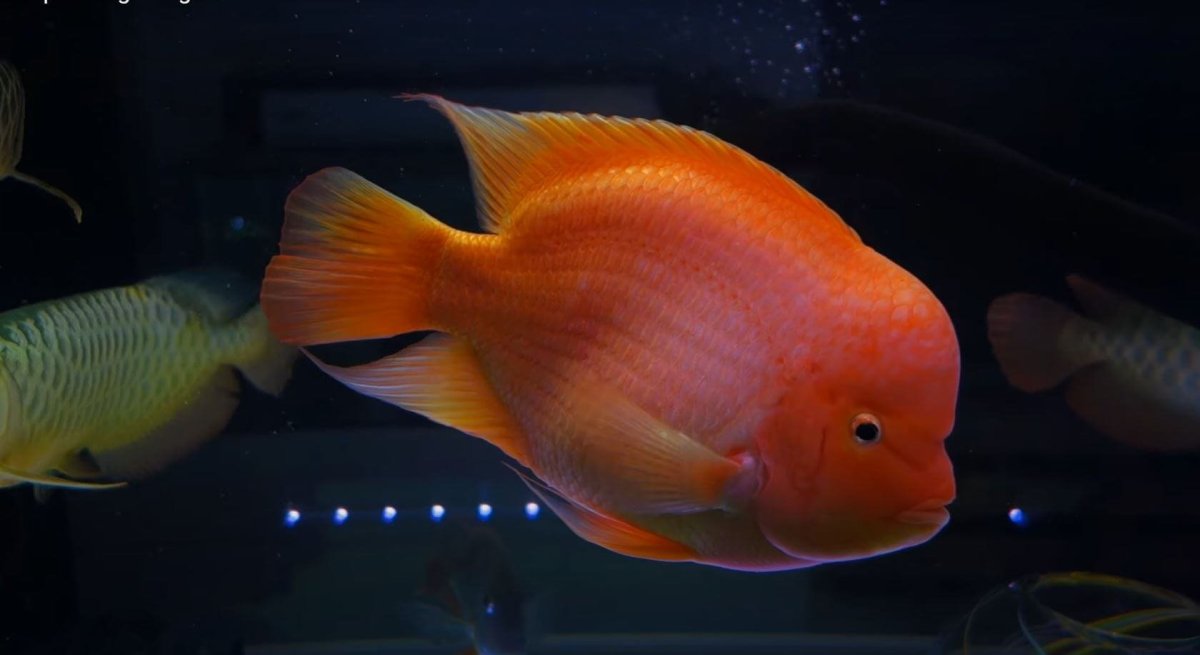 Рыба попугай аквариумная