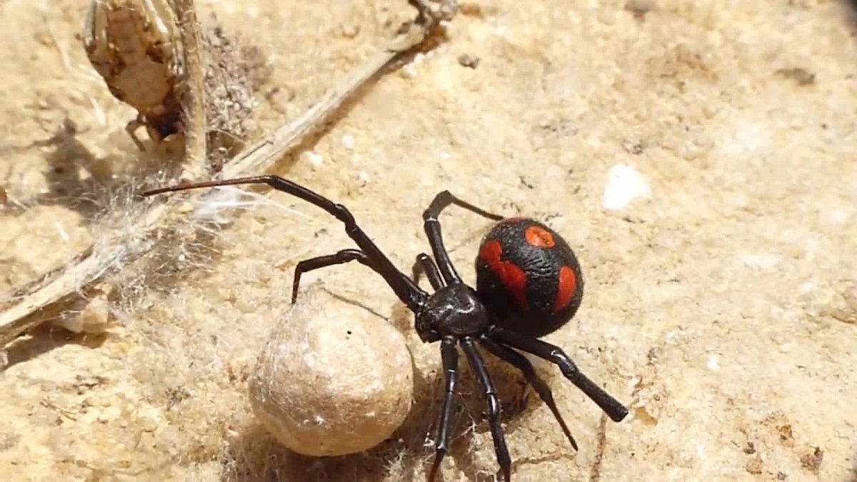 Каракурт (Latrodectus tredecimguttatus)
