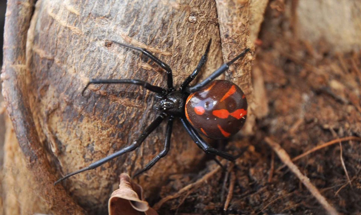 Эрезус ЦИНАБЕРИНУС